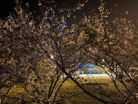 ミスチルの夜桜