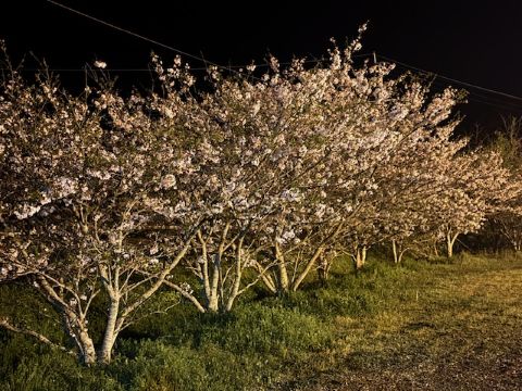 ミスチルの夜桜３