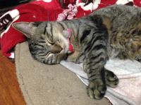 スマホでパチリ　にゃんこ14