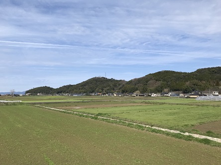 菜の花黄緑