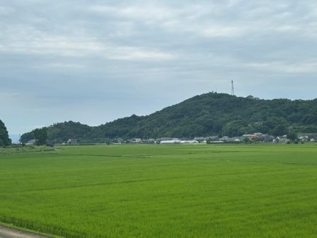稲グリーン