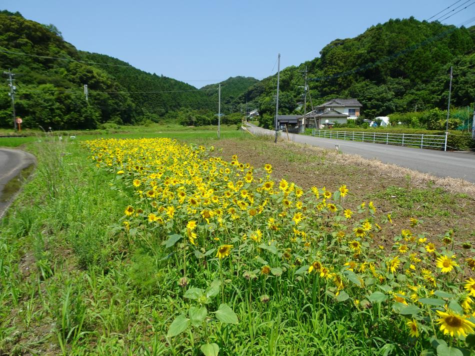 ひまわり