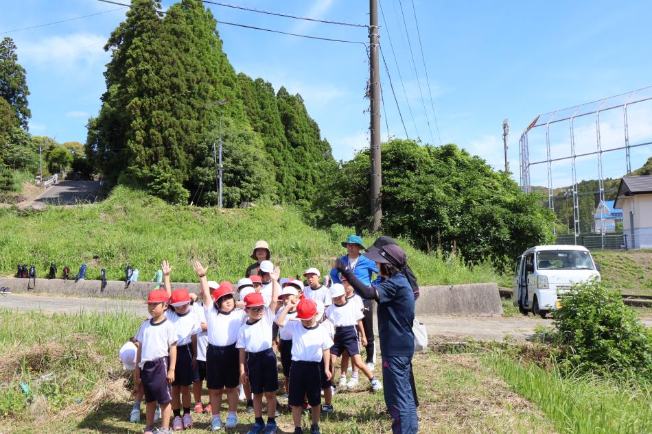 新和小1年生・2年生・ひばり学級20人がさつま芋の苗を植えました。