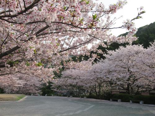 2018桜9