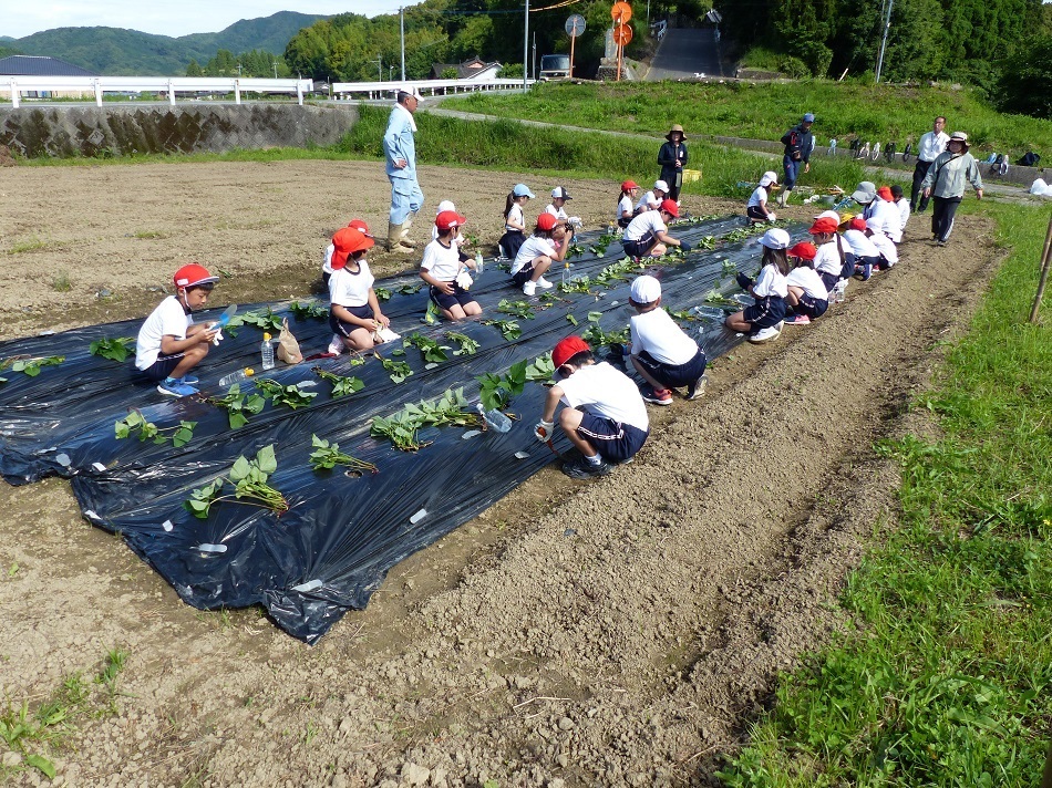 新和小1・2年生の【いも植え体験】