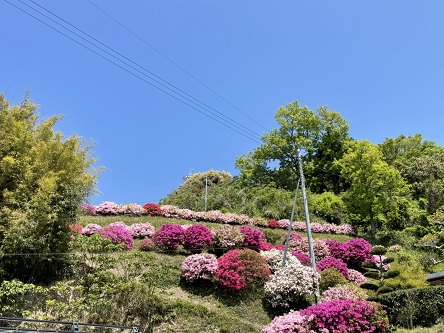 つつじ