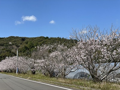 桜_20220327③