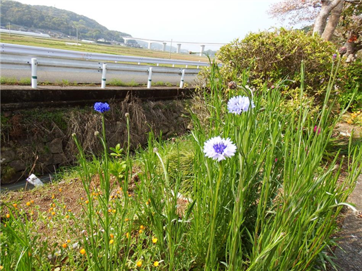 花3