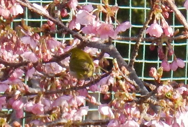 メジロと桜