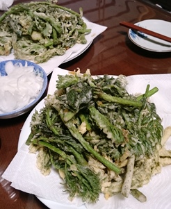 タラの芽天ぷら