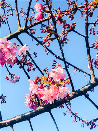 令和2年寺の桜３