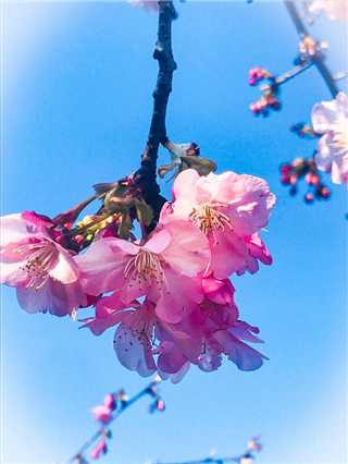 令和2年寺の桜