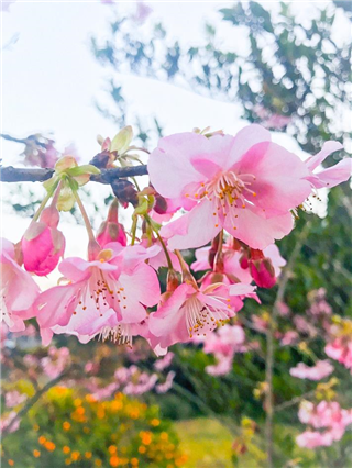 令和2年寺の桜２