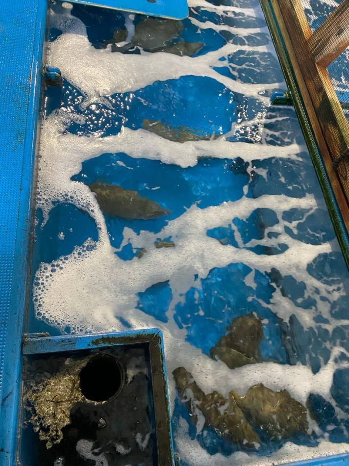 モンゴウイカ釣り