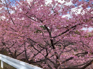 河津桜２月１７日