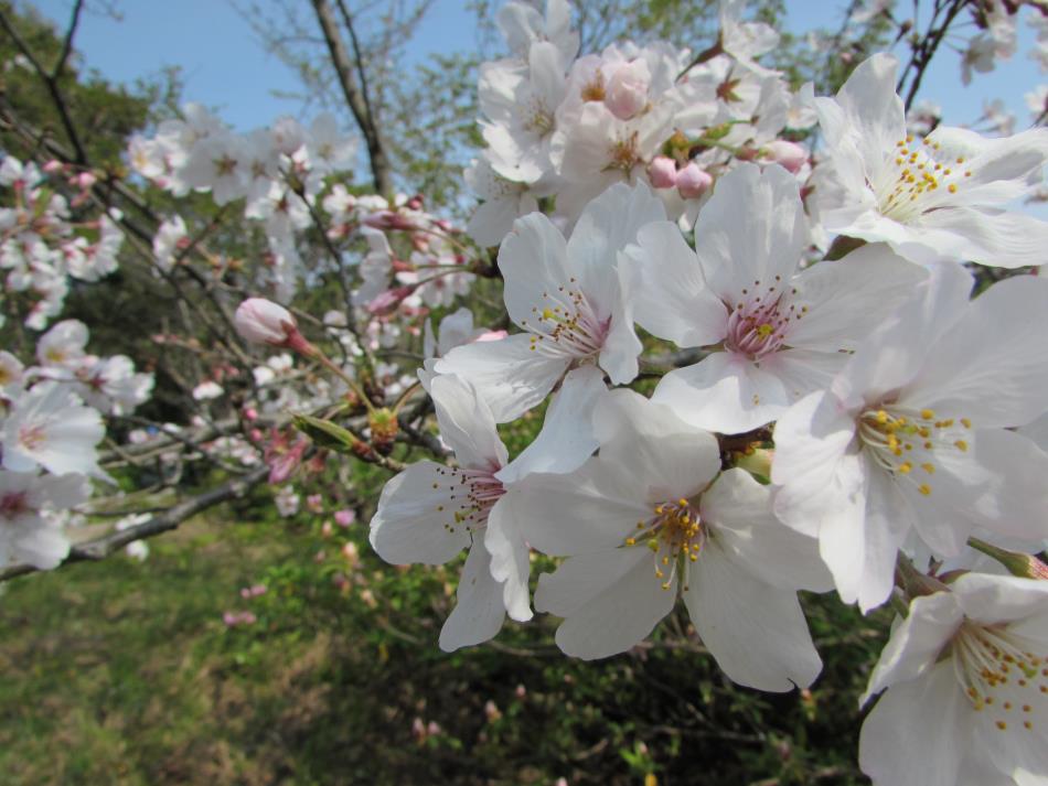 桜