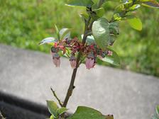BB 5/9(1)