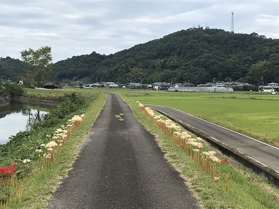 ㉛