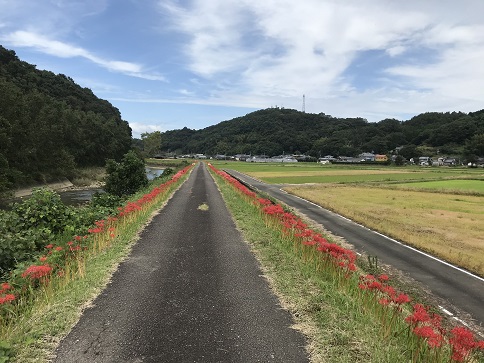 道と彼岸花