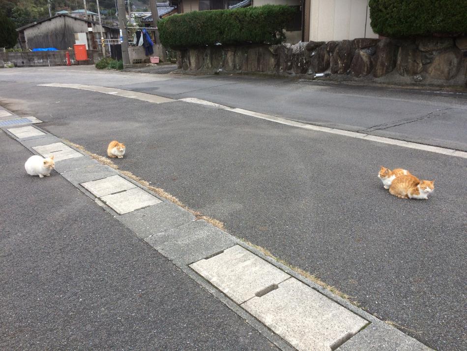 猫