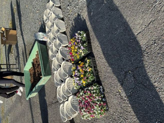 花づくり植える②