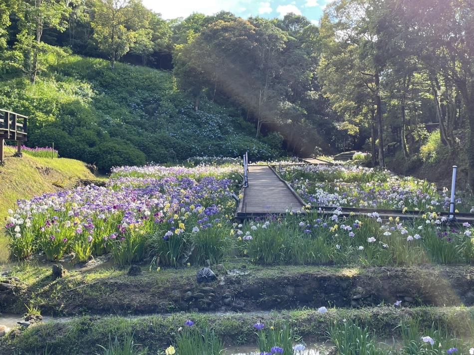 ６月２日花菖蒲園2