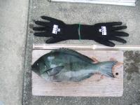 クロ釣果