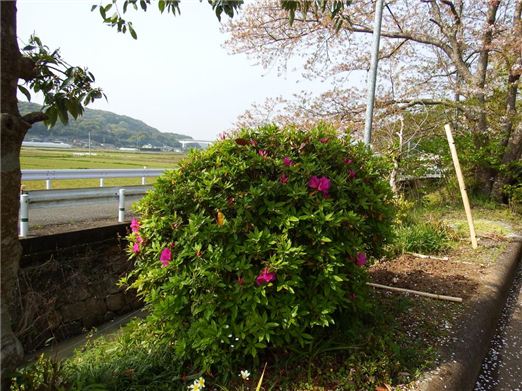 花1