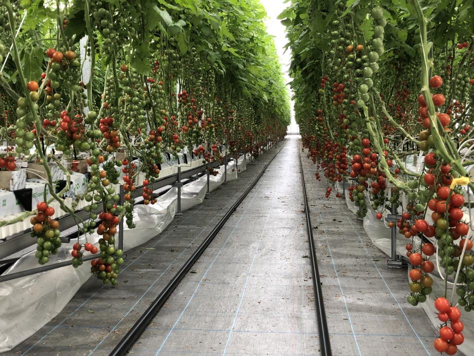 ミニトマト栽培127日目