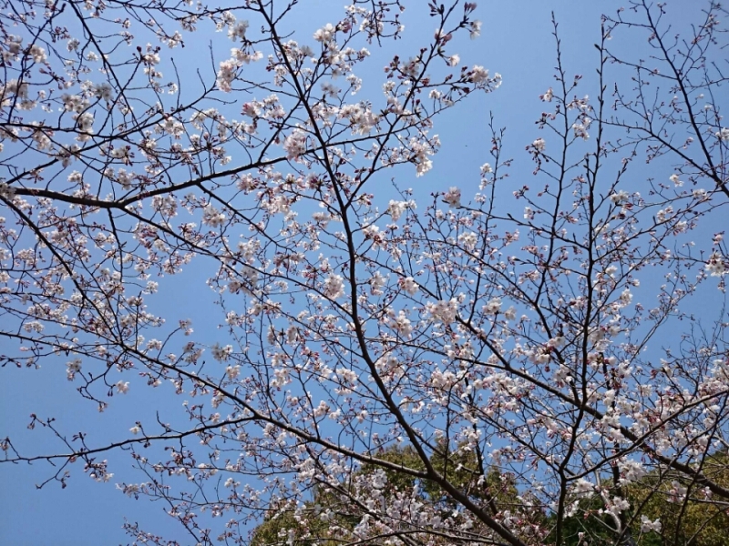 sakura