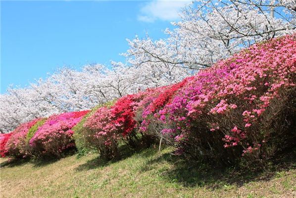 07sakura