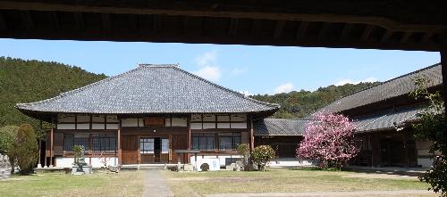 東向禅寺の紅梅