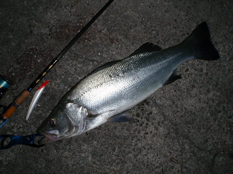 天草でルアーフィッシング ひとり言 海 遊 釣 愉