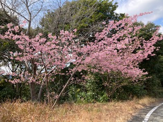 河津桜２月１７日