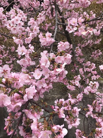 優美な花