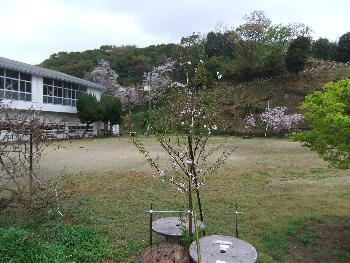 グラウンドゴルフ愛好会の桜植樹