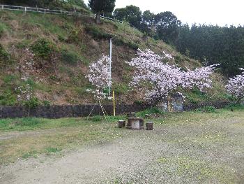 桜運動公園の桜