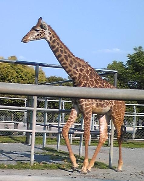 animal2