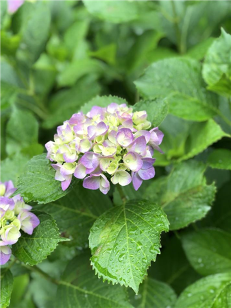 6月2日花菖蒲園4