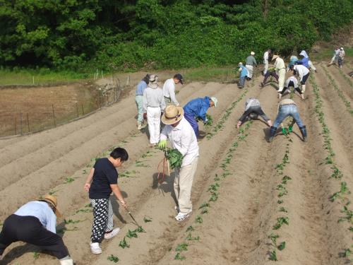 Ｈ２６苗植え