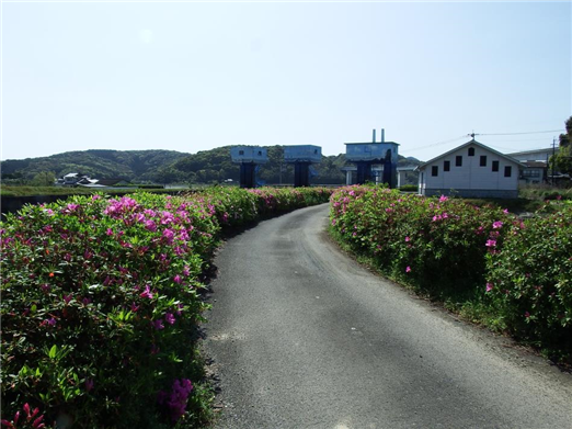 つつじ1