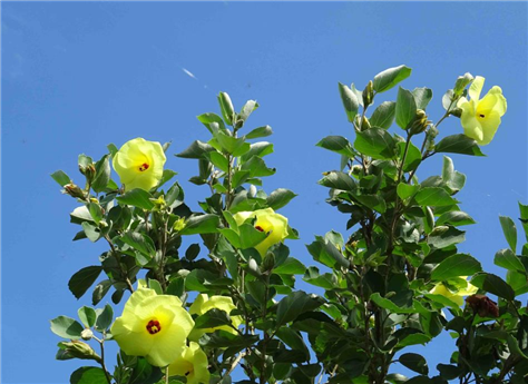 ハマボウの花と青空（縮小475×345）