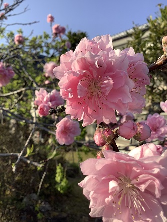 ピンク花