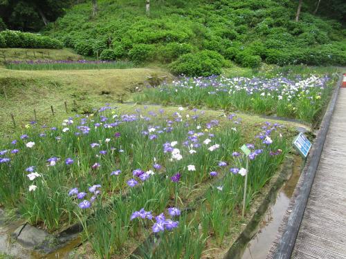 ５月28日の花菖蒲園（５分咲き）