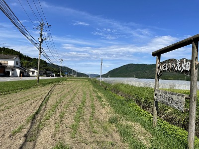 ひだまりの花畑(コスモス)20210916