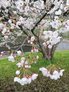 sakura