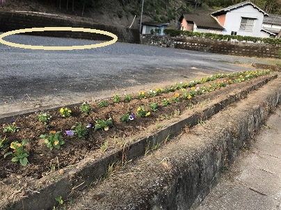 植えた後