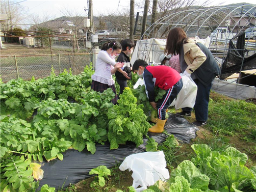 野菜3