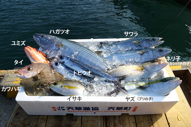 お魚２