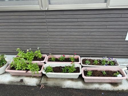 秋苗プランター